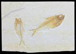 Two Diplomystus Fossil Fish - Wyoming #56246-1